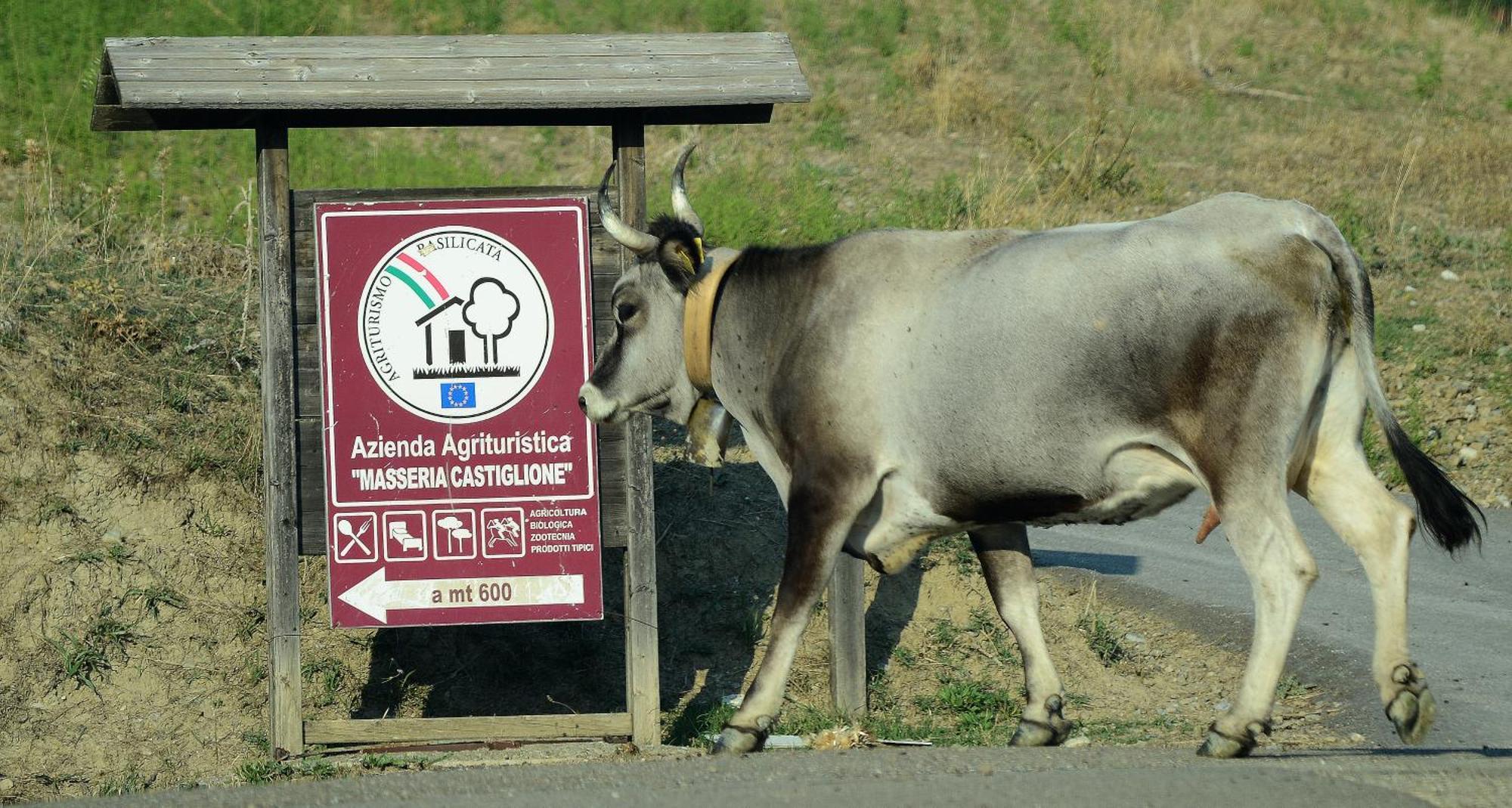 Agriturismo Masseria Castiglione Gallicchio Экстерьер фото